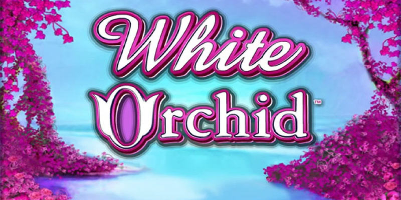 Unravel the Secrets of White Orchid Slot!